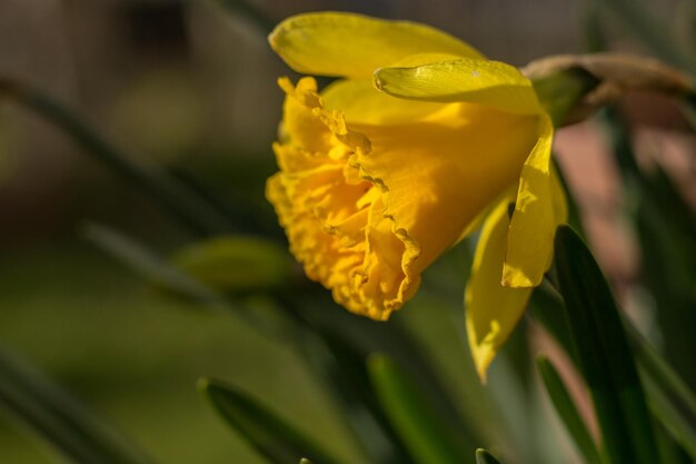 Foto flores amarelas de narcisos em close-up com grama verde