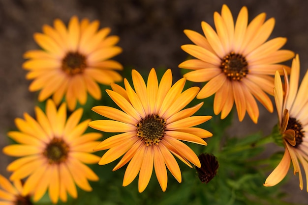 Flores amarelas de osteospermum no jardim de verão