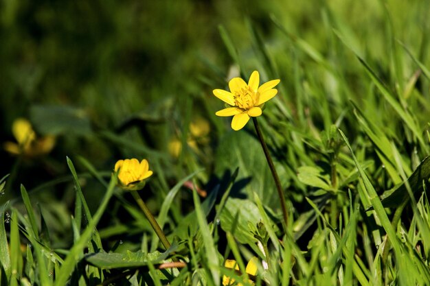 Flores amarelas de prado pequeno em uma grama verde