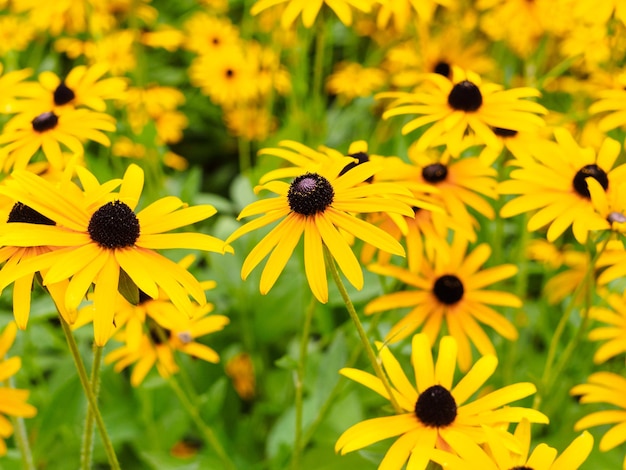 Flores amarelas de rudbeckia em um canteiro de flores no parque