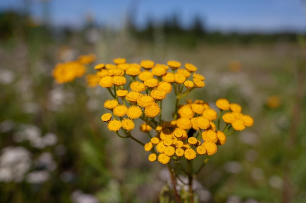 Flores amarelas de tansy Tanacetum vulgare, tansy comum, botão amargo, botões amargos de vaca ou dourados