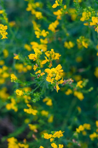 Flores amarelas de trevo doce