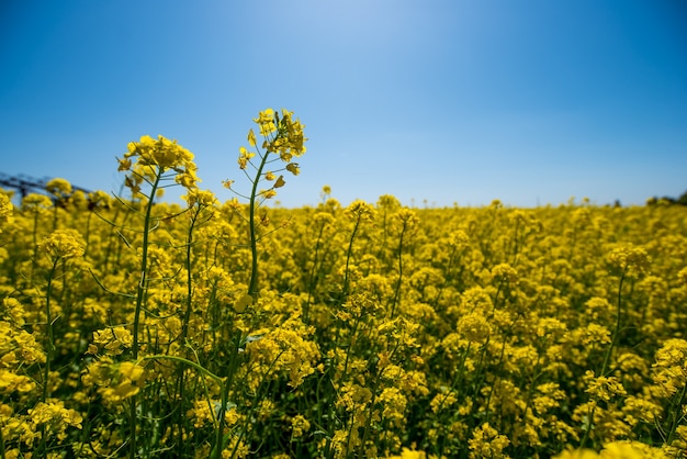 flores amarelas de um campo de colza em um céu azul no verão