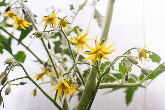 Foto flores amarelas de um tomate florescendo