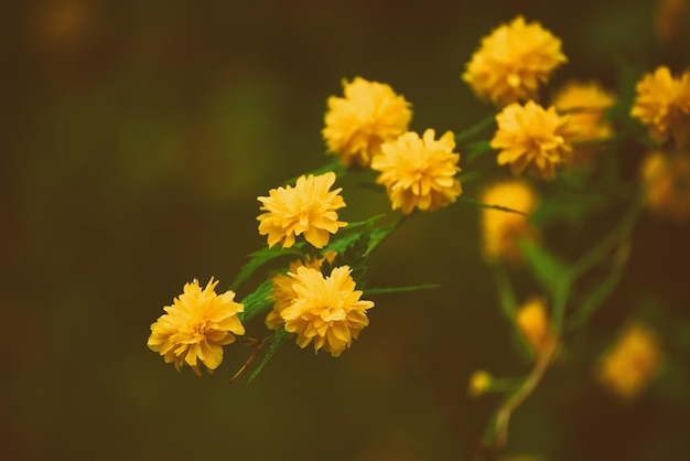 Flores amarelas de verão