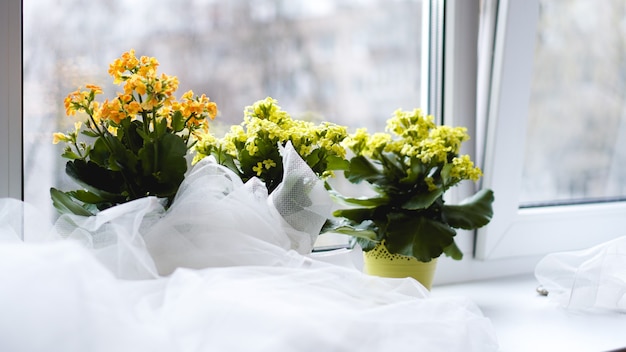 Flores amarelas decorativas em vaso no parapeito da janela