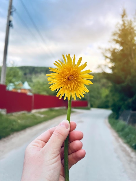 Flores amarelas dente-de-leão na mão foco seletivo