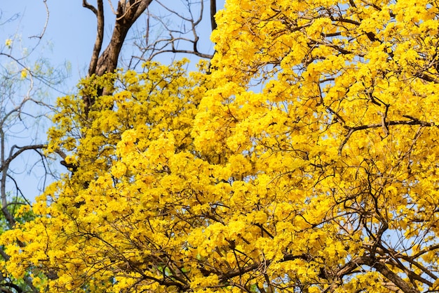 Flores amarelas desabrocham