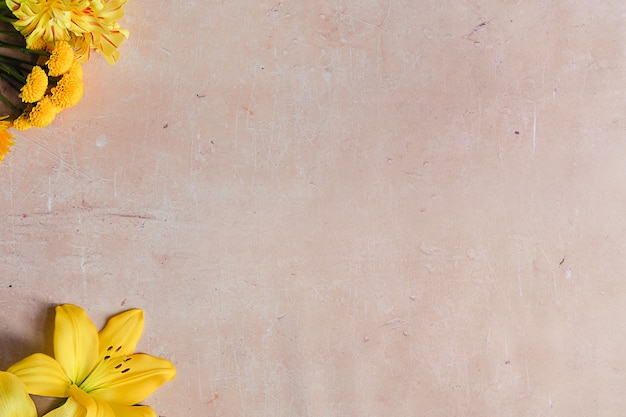 Flores amarelas diferentes em um fundo cinza de concreto