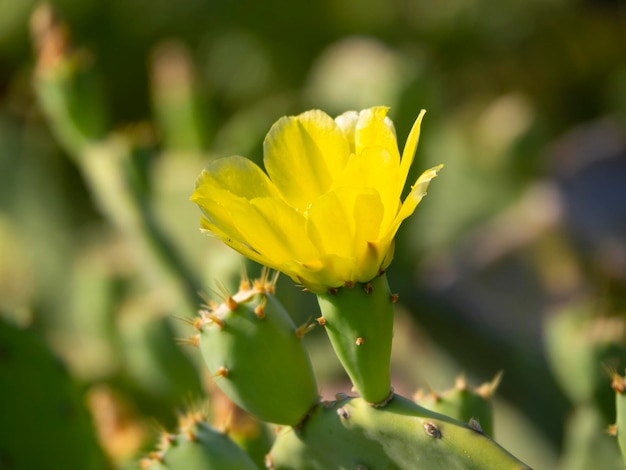 Flores amarelas do cacto de pera espinhosa Opuntia em uma panela na Grécia em um dia ensolarado na Grécia