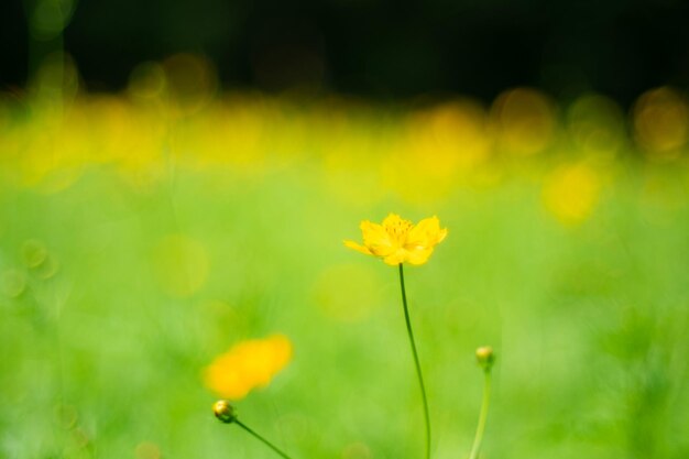 Flores amarelas do cosmos com fundo da paisagem natural flor cosmos vista de perto