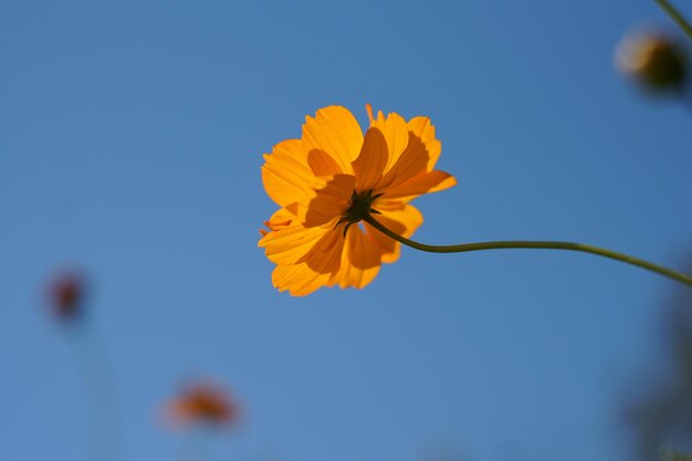 Flores amarelas do cosmos em um jardim de flores