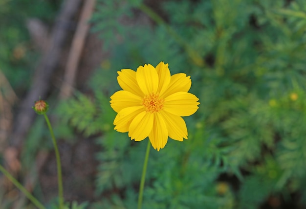 Flores amarelas do cosmos