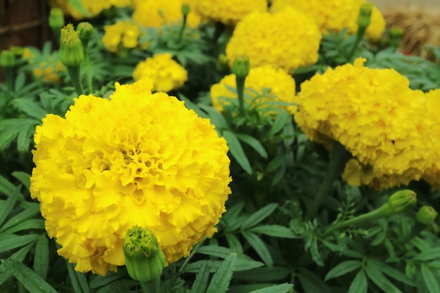 Flores amarelas do cravo-de-defunto com fundo verde das folhas.