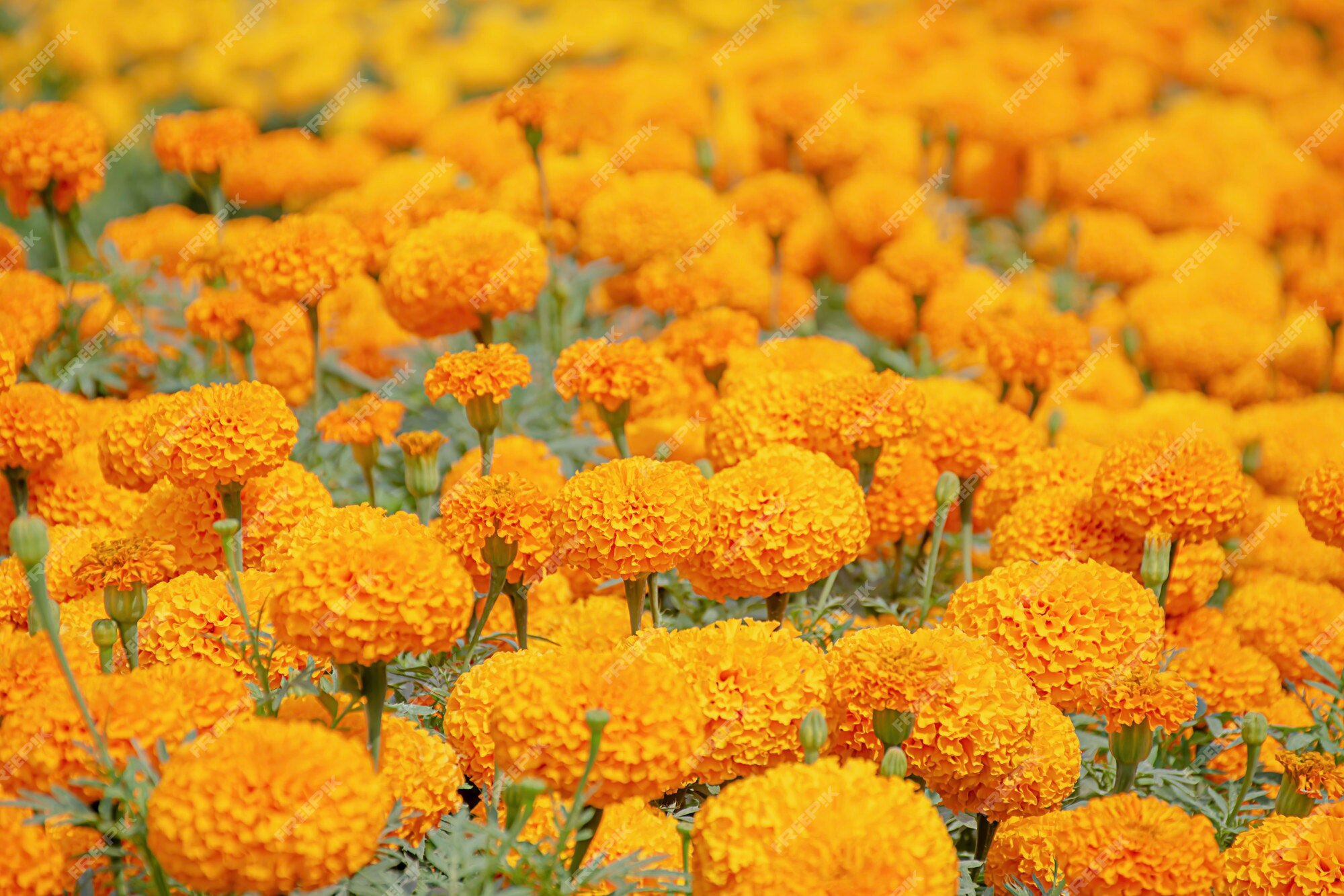 Flores amarelas do cravo-de-defunto ou ereta de tagetes no jardim. | Foto  Premium