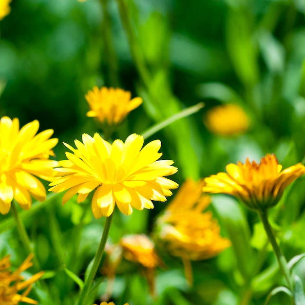 Flores amarelas do gerber