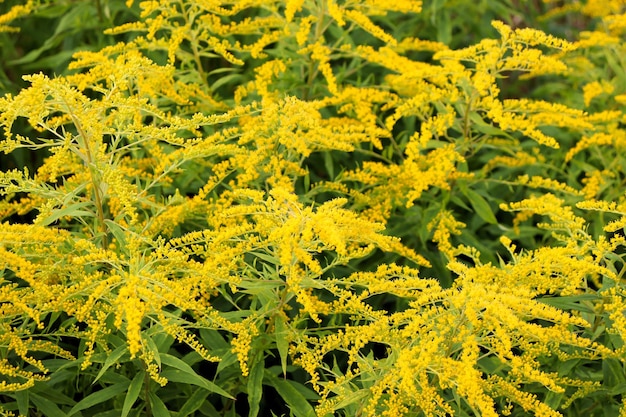 Flores amarelas do prado em um campo