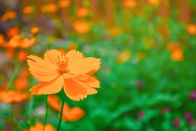 Flores amarelas e alaranjadas do cosmos no jardim.