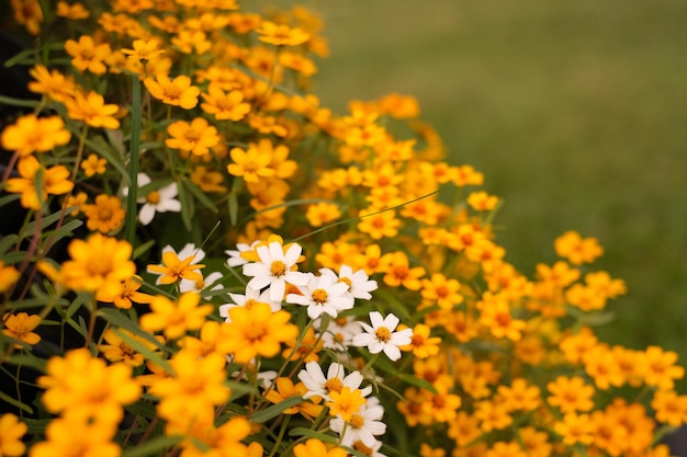 Flores amarelas e brancas do xACosmos florescem pela manhã