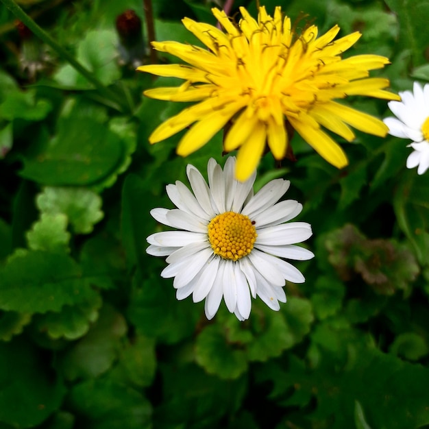 flores amarelas e brancas