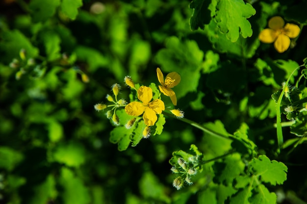Flores amarelas e caule e folhas verdes de celidônia medicinal. Foto de alta qualidade