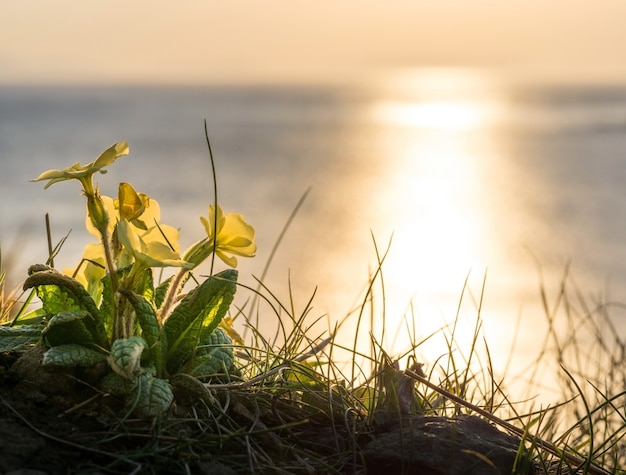 Flores amarelas e pôr do sol dourado na costa da Escócia