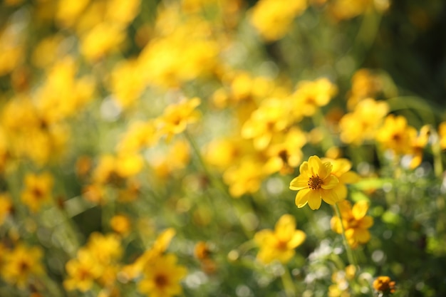 Flores amarelas em close-up