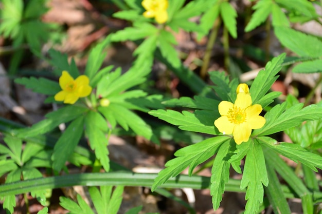 flores amarelas em dia ensolarado isolado na floresta