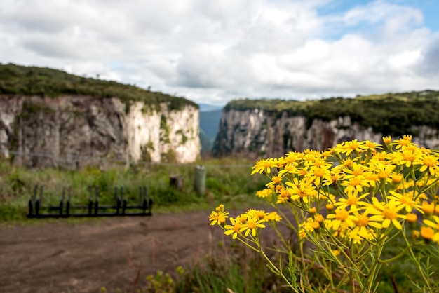 Flores amarelas em foco seletivo e cânions brasileiros ao fundo