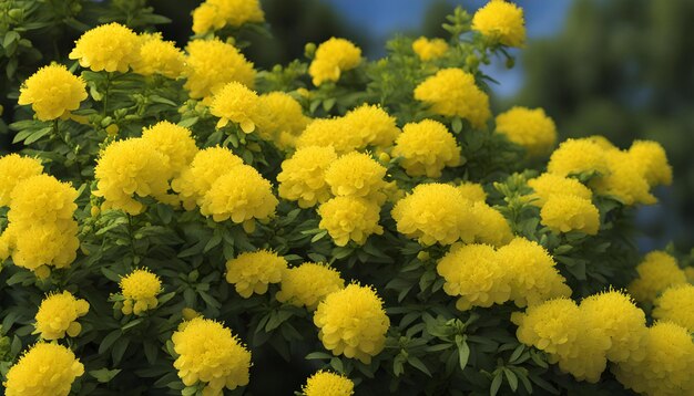 Foto flores amarelas em um arbusto no jardim