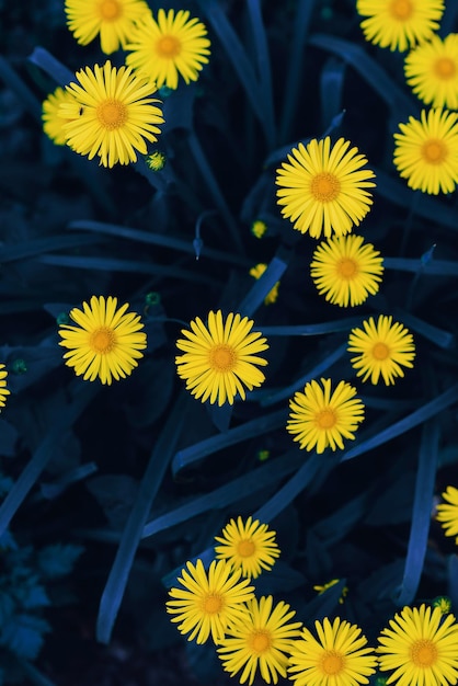 Flores amarelas em um fundo azul Flores azuis e amarelas