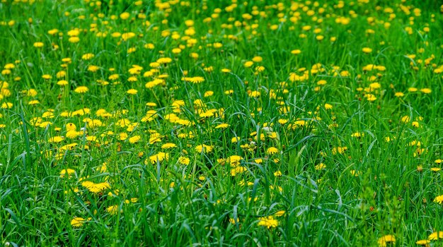 Flores amarelas em um prado