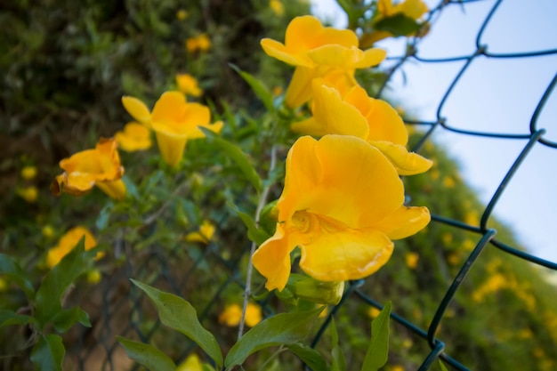 Flores amarelas em uma cerca