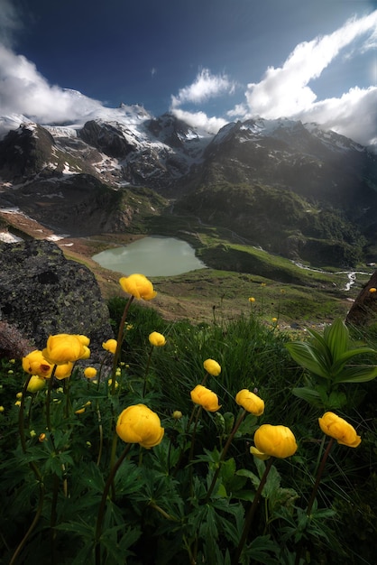 Flores amarelas em uma paisagem montanhosa com um lago ao longe