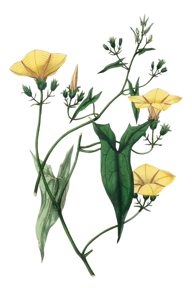Foto flores amarelas escamosas png ilustração vintage