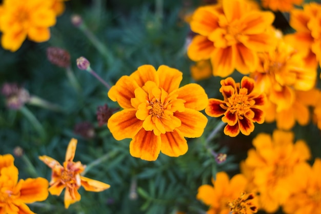 Flores amarelas fecham entre folhas verdes