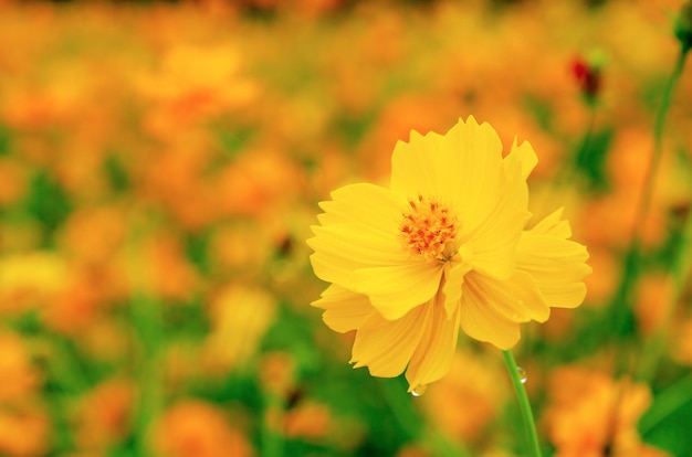 Flores amarelas fechem fundo, motivos turva