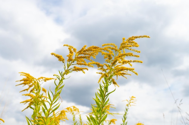 Flores amarelas goldenrod florescendo no céu nublado