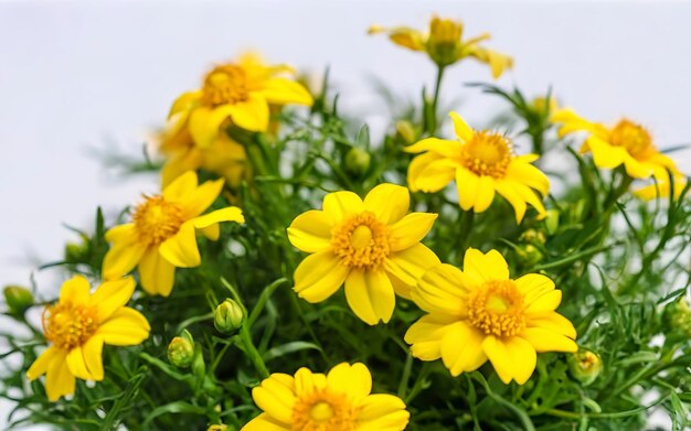 Foto flores amarelas goldmarie ou bidens ferulifolia ou bidens goldilocks em uma panela sobre fundo branco