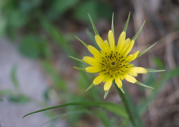 Flores amarelas Groselha duvidosa Tragopogon dubius