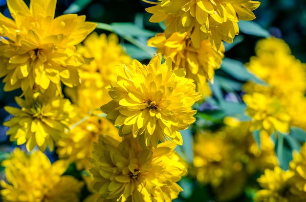 Flores amarelas heliopsis no jardim