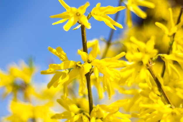 Flores amarelas linda Forsythia Bush Bloom na primavera