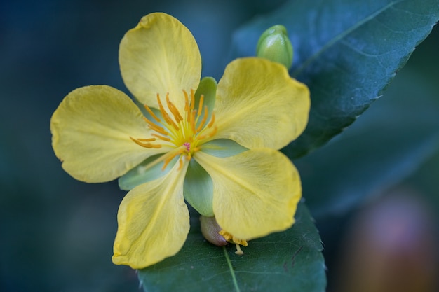 Flores amarelas na árvore