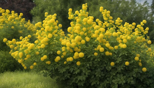 Foto flores amarelas na grama verde