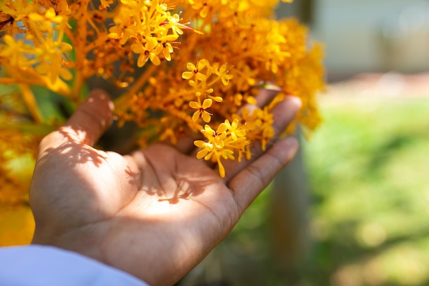 Flores amarelas na mão Foco seletivo