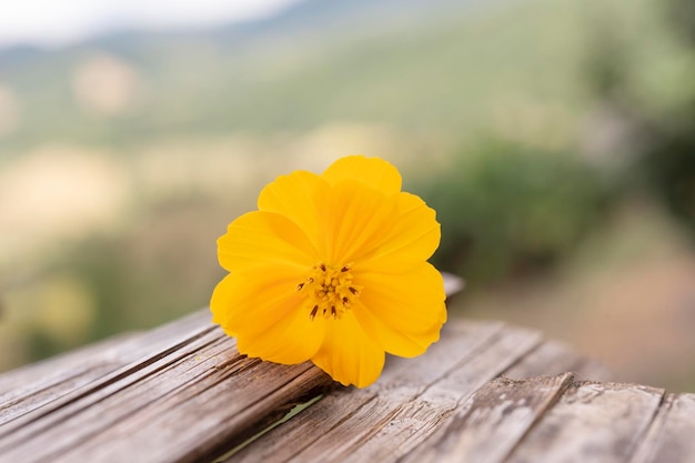 Flores amarelas na mesa de madeira rústica em estilo vintage para fundo desfocado