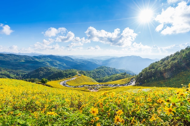 Flores amarelas na montanha