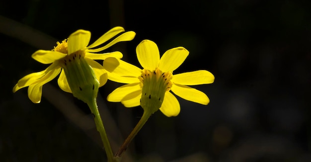 Flores amarelas na primavera