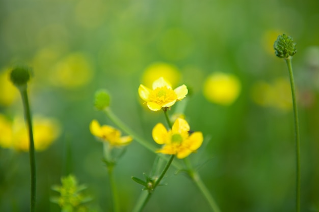 Flores amarelas no campo na primavera