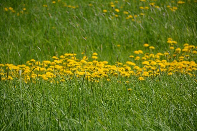 Foto flores amarelas no campo